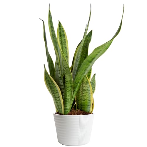 Costa Farms Live Snake Plant, Easy Care Houseplant in Indoor Garden Plant Pot, Grower's Choice House Plant in Potting Soil Mix, Succulent Plant Gift for Housewarming, Office, Home Decor, 1-2 Feet Tall