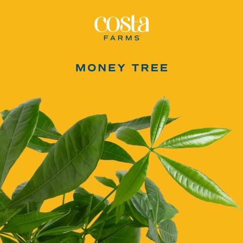 Costa Farms Money Tree, Easy Care Indoor Plant, Live Houseplant in Ceramic Planter Pot, Bonsai Potted in Potting Soil, Home Décor, Birthday Gift, New Home Gift, Outdoor Garden Gift, 16-Inches Tall