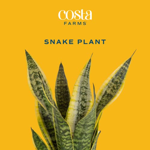 Costa Farms Live Snake Plant, Easy Care Houseplant in Indoor Garden Plant Pot, Grower's Choice House Plant in Potting Soil Mix, Succulent Plant Gift for Housewarming, Office, Home Decor, 1-2 Feet Tall