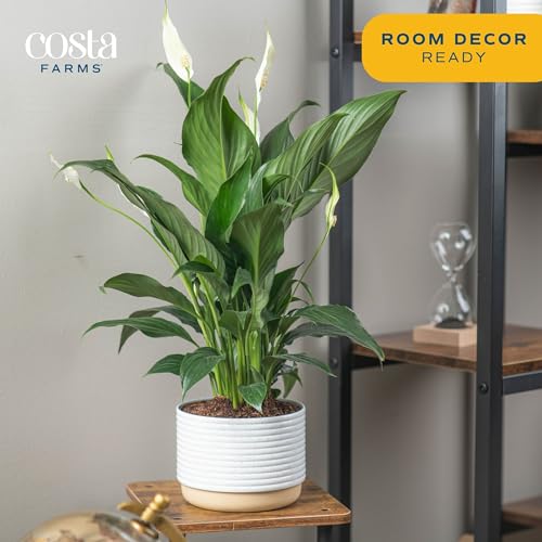 Costa Farms Peace Lily Live Indoor Plant, Clean Air Purifying Houseplant with Blooming Fresh Flowers, Decor Plant Pot, Valentine's Day Gift, Anniversary, Housewarming, Room Decor, 15-Inches Tall