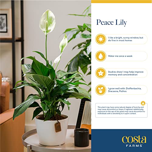 Costa Farms Peace Lily Live Indoor Plant, Clean Air Purifying Houseplant with Blooming Fresh Flowers, Decor Plant Pot, Valentine's Day Gift, Anniversary, Housewarming, Room Decor, 15-Inches Tall